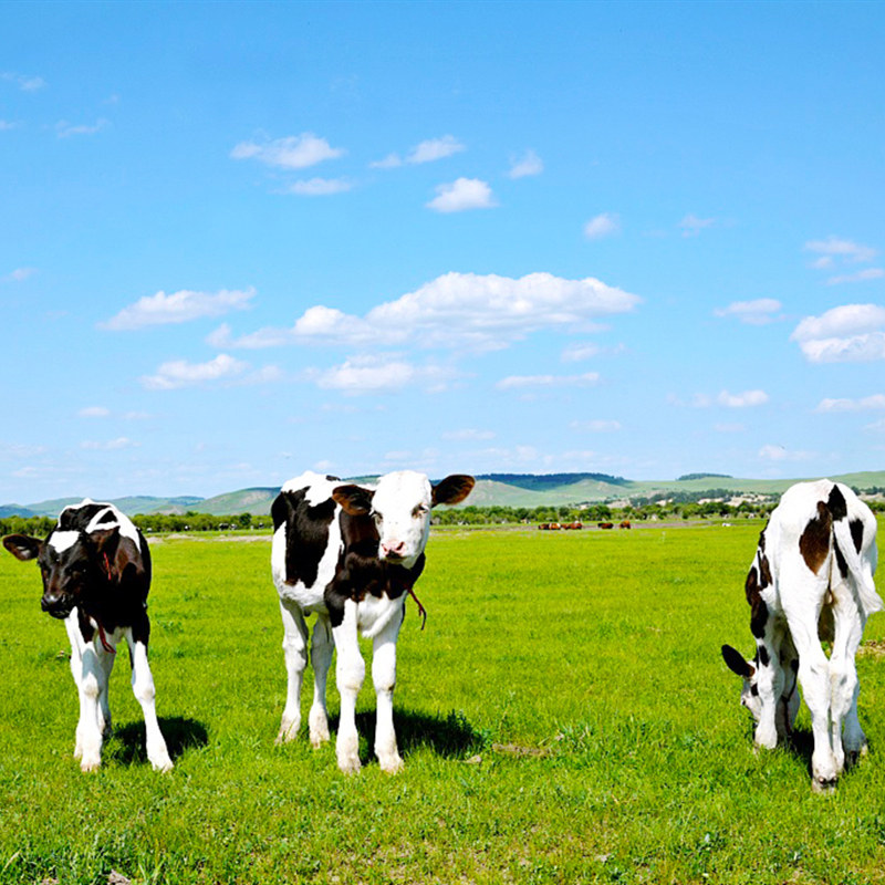 内蒙古呼和浩特自由行 库布齐沙漠七星湖成吉思汗陵6日5晚亲子游