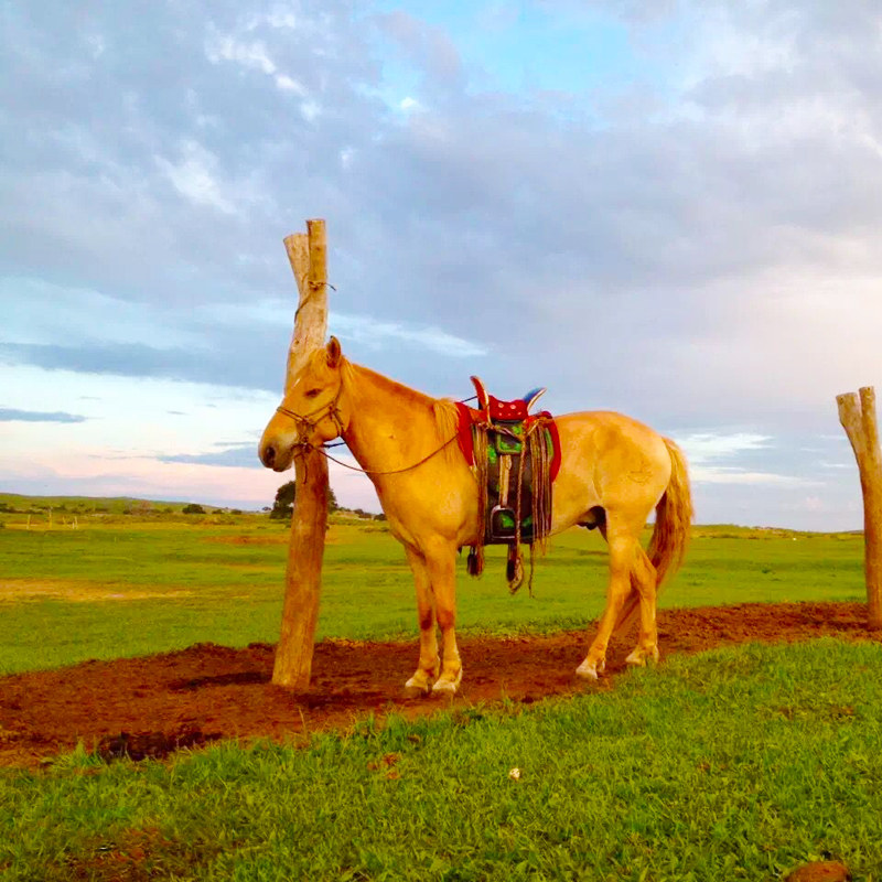 内蒙古呼和浩特旅游 希拉穆仁草原清水河老牛湾8日7晚自由行