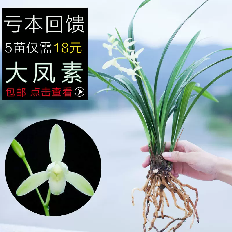 兰花盆栽兰草名贵建兰品种兰花苗植物花卉国兰带花苞四季兰浓香型 Taobao