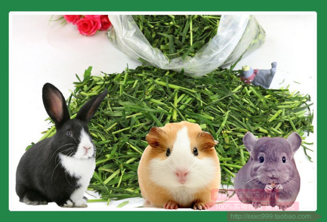 Image showcasing Dried barley grass segment guinea pig guinea pig grain guinea pig pet ...