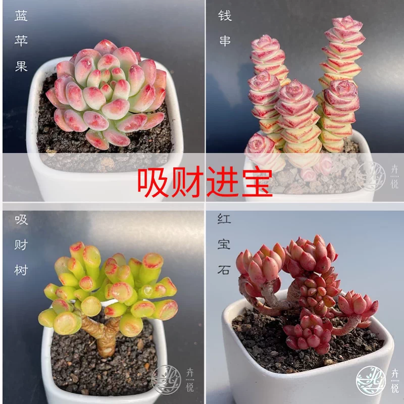 多肉植物肉肉植物组合小花卉盆栽论斤卖室内多肉套餐多肉