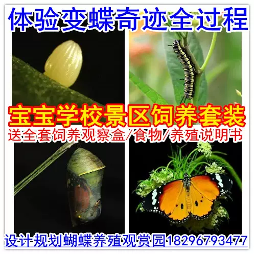真活蝴蝶养殖幼虫卵蛹糖宝饲养宠物昆虫爬虫毛毛虫蚕宝宝