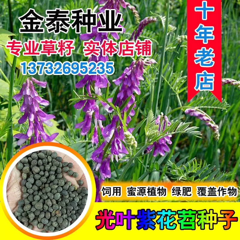 紫花苕种子果园长柔毛野豌豆毛苕子养蜂蜜源绿肥种籽