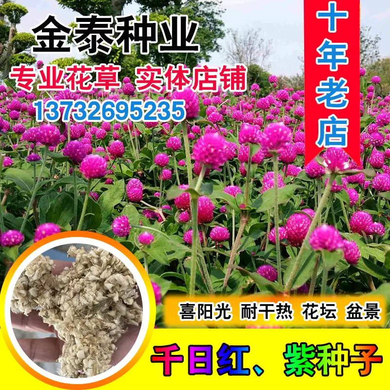 千日红种子火球花百日红圆仔花千日白大花千