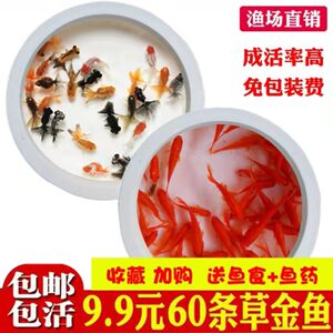 Little goldfish seedlings, ornamental fish cold water to resist live fish raising freshwater red and white koi live fish small fish and grass goldfish live fish
