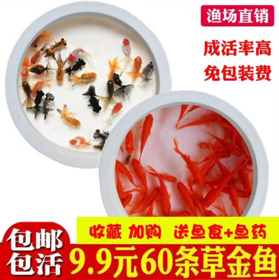Little goldfish seedlings, ornamental fish cold water to resist live fish raising freshwater red and white koi live fish small fish and grass goldfish live fish

