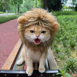 Lion Cat Headgear Cute Pet Headwear Dog and Cat Hat Golden Gradient Photo Decoration Pet Supplies