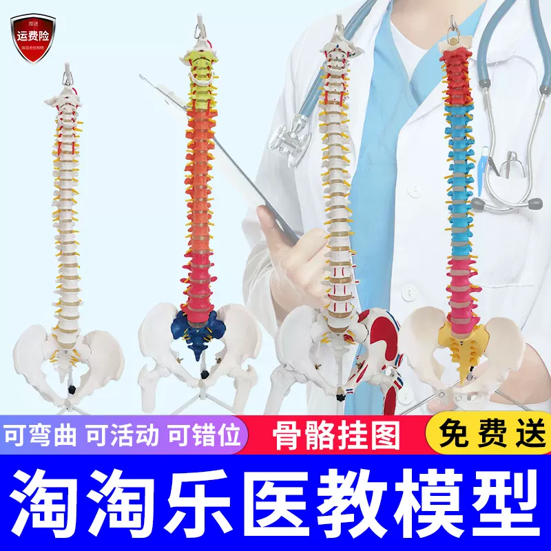 白色彩色人体脊椎模型带骨盆半腿骨尾骨脊柱骨骼骨架医用颈椎腰椎-Taobao