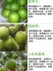 Taiwan's jujube fruit tree seedlings Gaolang dates grafted seedlings southern planting courtyard four seasons of potted land planting results of the year
