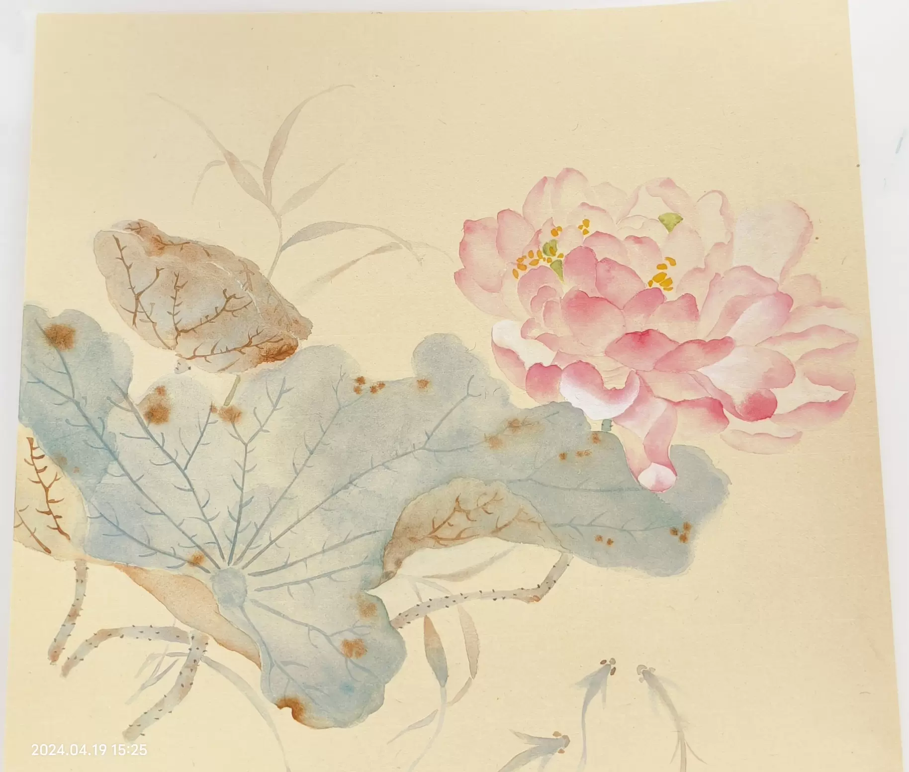 没骨画荷花国画纯手绘宣卡38*38【瑾希手绘】