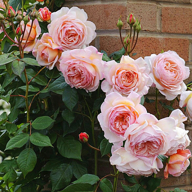 Abraham Darby rose seedlings, climbing vines, extralarge flowers