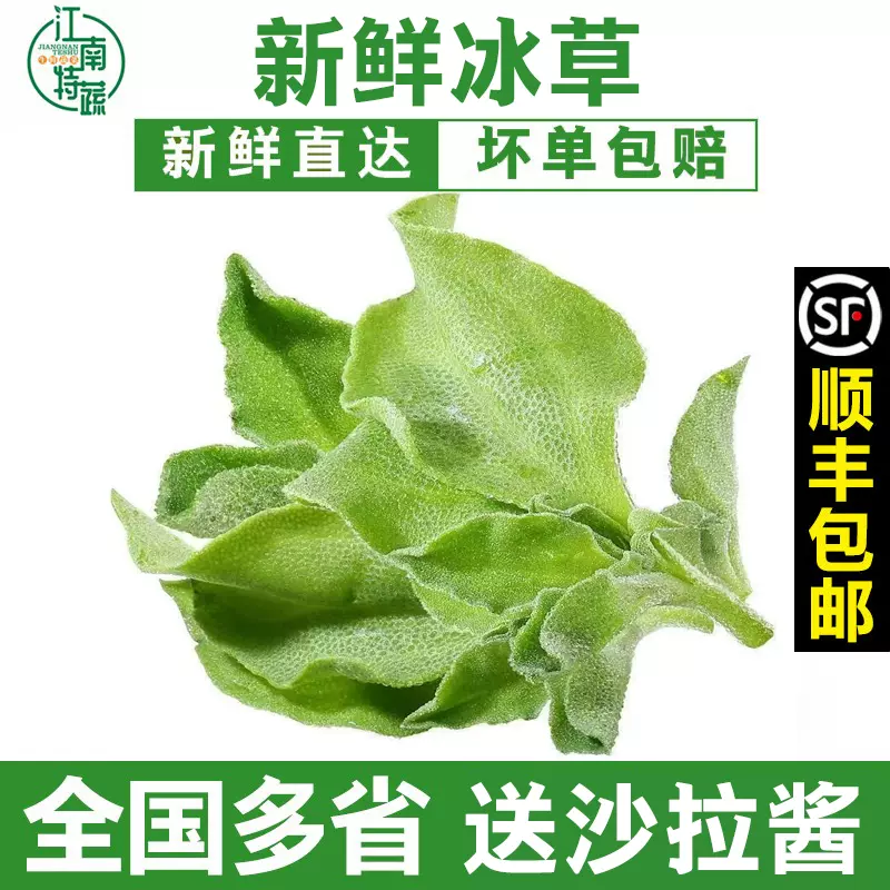 新鮮冰草蔬菜食用火鍋即食生吃沙拉菜新鮮冰菜水草蔬菜 Taobao