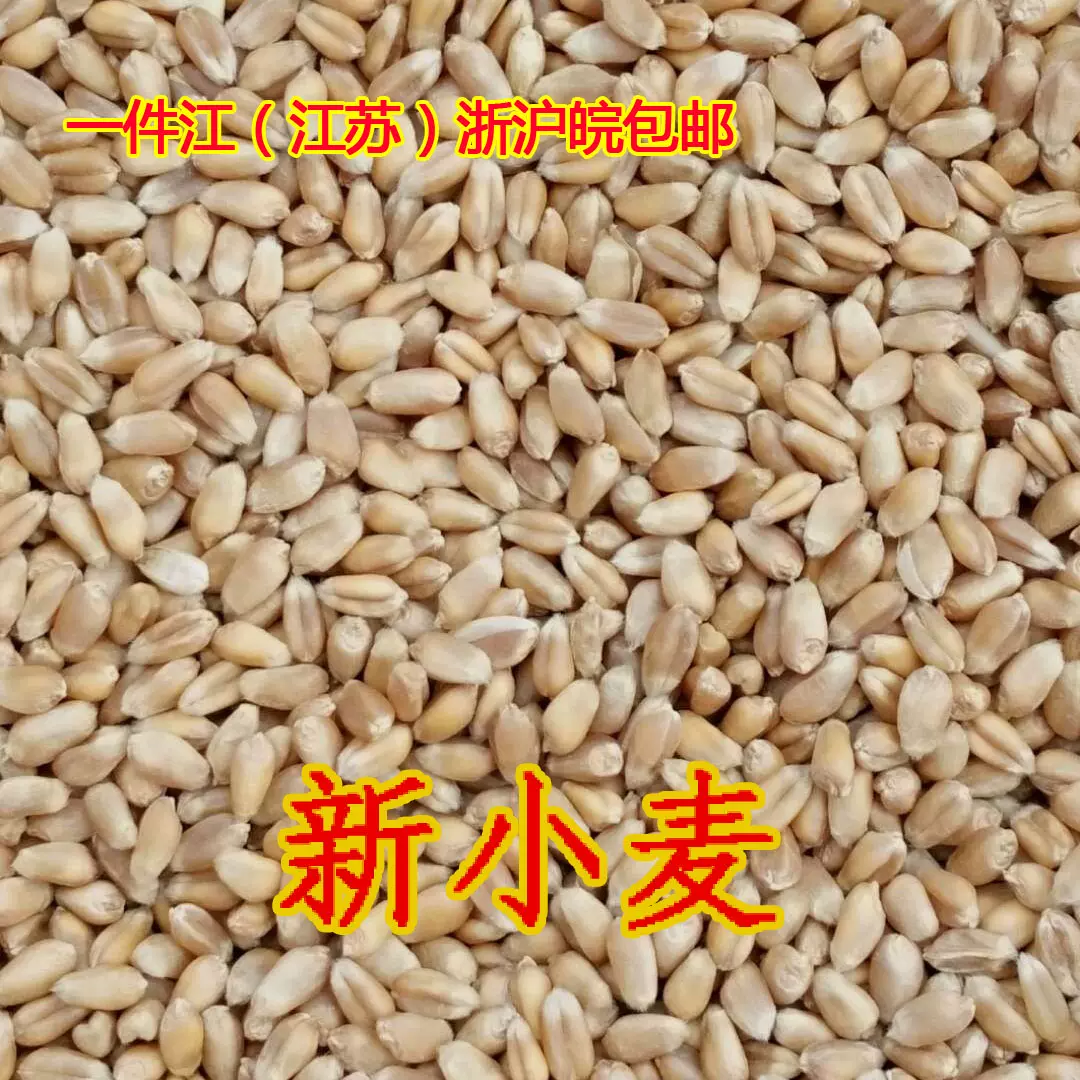 22年新小麦粒鸡鸭小动物饲料酿酒钓鱼打窝鸽粮