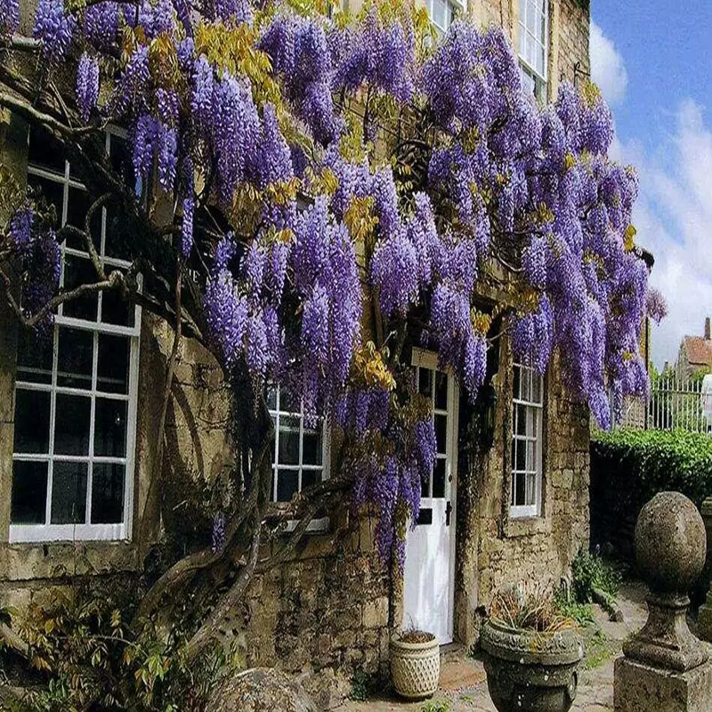 紫藤花树苗庭院攀援爬藤植物围墙爬山虎苗南方北方种植盆栽地