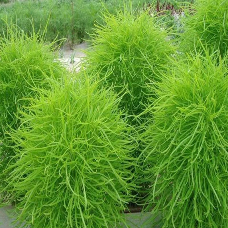 新地肤花种籽子绿地肤花种孑阳台扫帚苗易成活观花海庭院草花种子