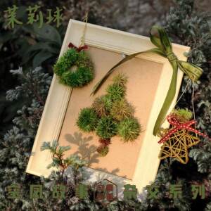 
Air Phoenix Story Air Pineapple Jasmine Ball (Bawang x Willow Leaf) x Comet Cute Desktop Green Plants