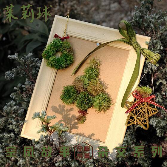 
Air Phoenix Story Air Pineapple Jasmine Ball (Bawang x Willow Leaf) x Comet Cute Desktop Green Plants