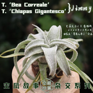 
Air Pineapple Jimmy Steve BC x Shanpas Air Pineapple Story Self Breeding Cross