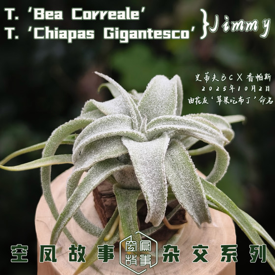 
Air Pineapple Jimmy Steve BC x Shanpas Air Pineapple Story Self Breeding Cross