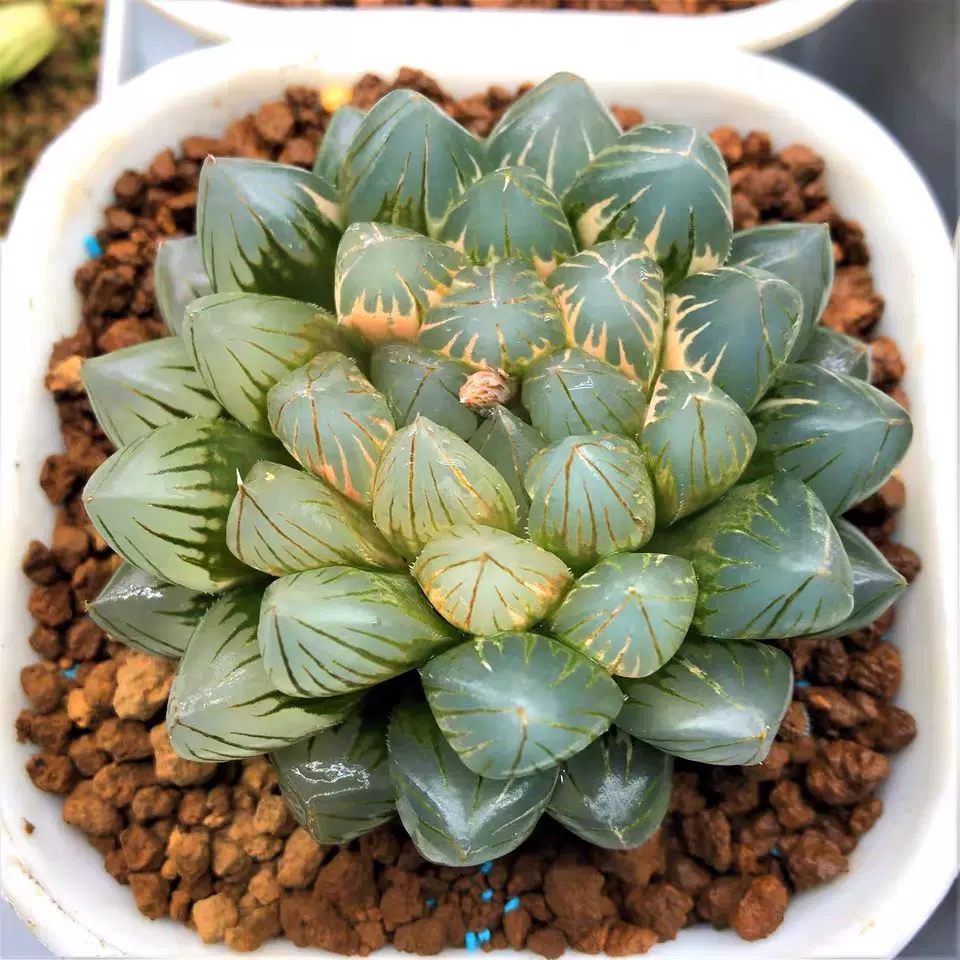 多肉植物 ハオルチア オブツーサ錦 花水晶