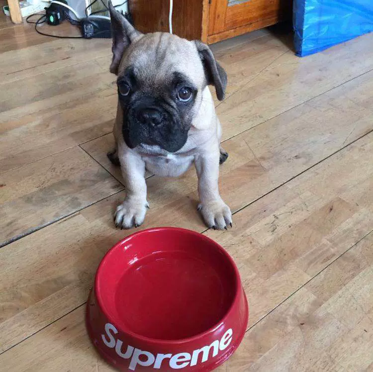 売り出し人気商品 Supreme Dog Bowl レッド 11ss 未使用 - メンズ