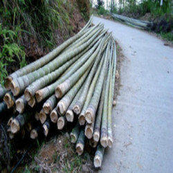 Original ecological bamboo storage tank wine barrel