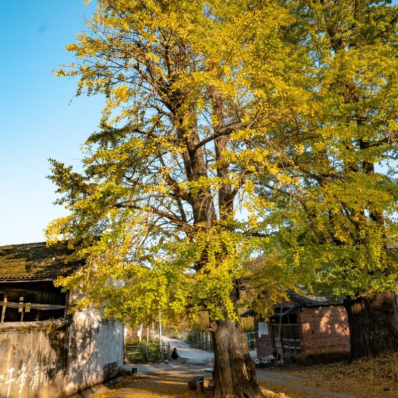 桂林一日游海洋乡银杏灵川跟团游2-8人纯玩大桐木湾大圩亲子拍照