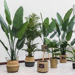 Nordic Artificial Plant Traveler's Banana Indoor Floor-Standing Potted Decoration Monstera Bamboo Green Plant Bird of Paradise Artificial Tree