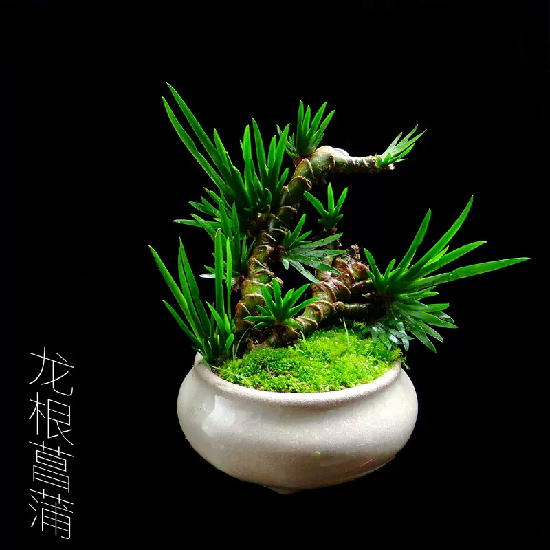 纯天然龙根菖蒲盆景造型不一土培水培植物客厅微
