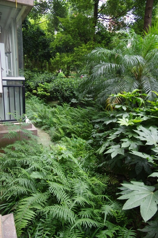 楼北面窗外的绿地也长得很茂盛了,这是推开窗看到的