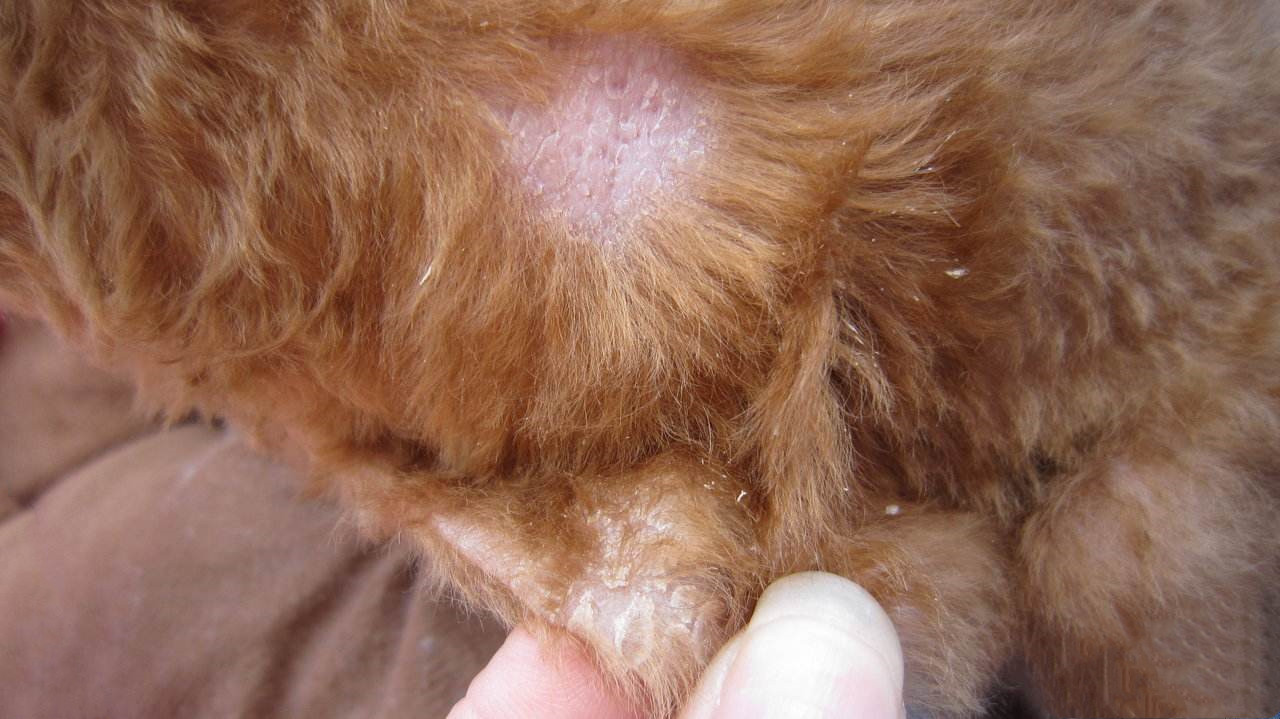 狗狗身上皮屑多,到底是因为什么原因?