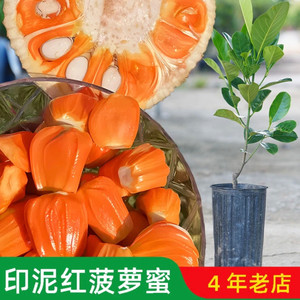 
Jackfruit saplings, Indonesian red-meat jackfruit saplings, Hainan four-season yellow meat jerky-wrapped wood pineapple saplings with cups and leaves