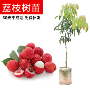 
The Academy of Agricultural Sciences lychee saplings are planted in the south, such as ice lychee, Feizixiao, glutinous rice cake, seedless, cinnamon flavor, and hanging green
