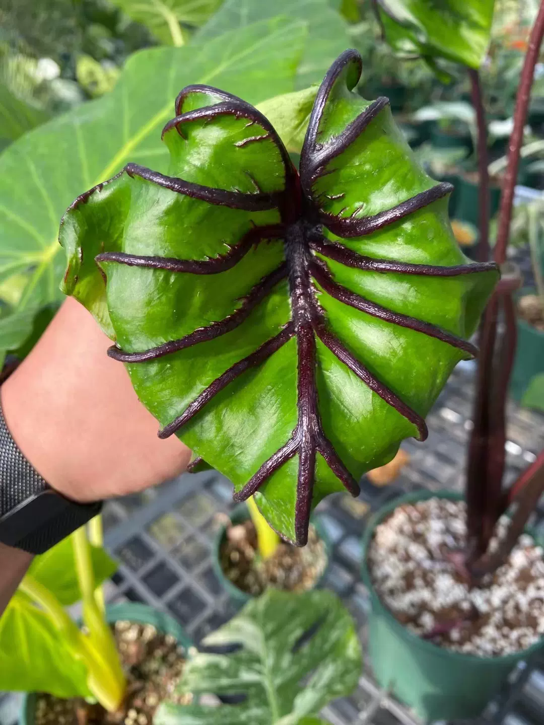 天南星科芋头法老面具海芋colocasia Pharaoh S Mask