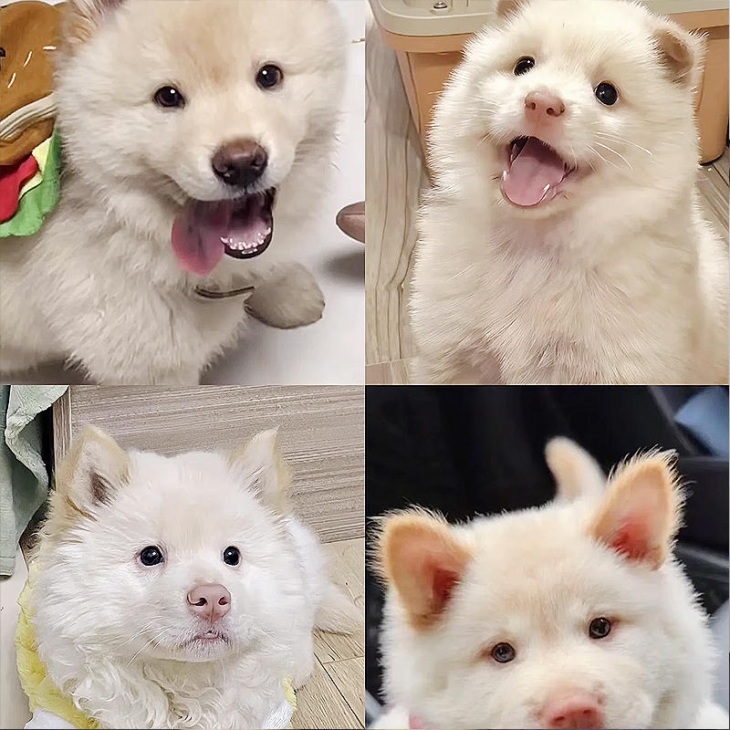 广西土松犬纯种活体中华田园犬白土松小狗黄狗土松幼犬看家犬唐狗-淘宝网