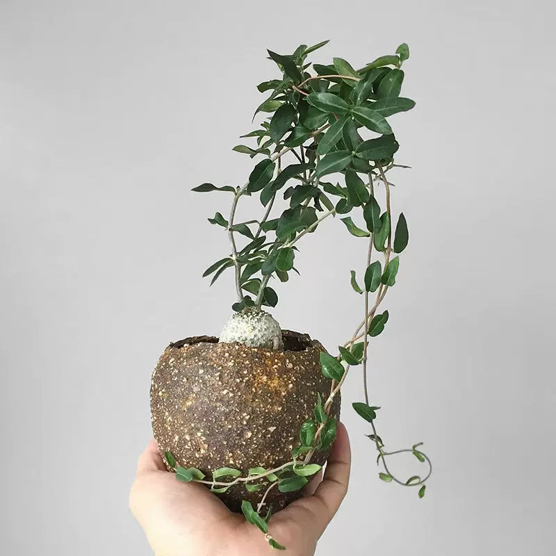 植物员外火星人块根一物一拍爬藤萝藦科多肉植物绿