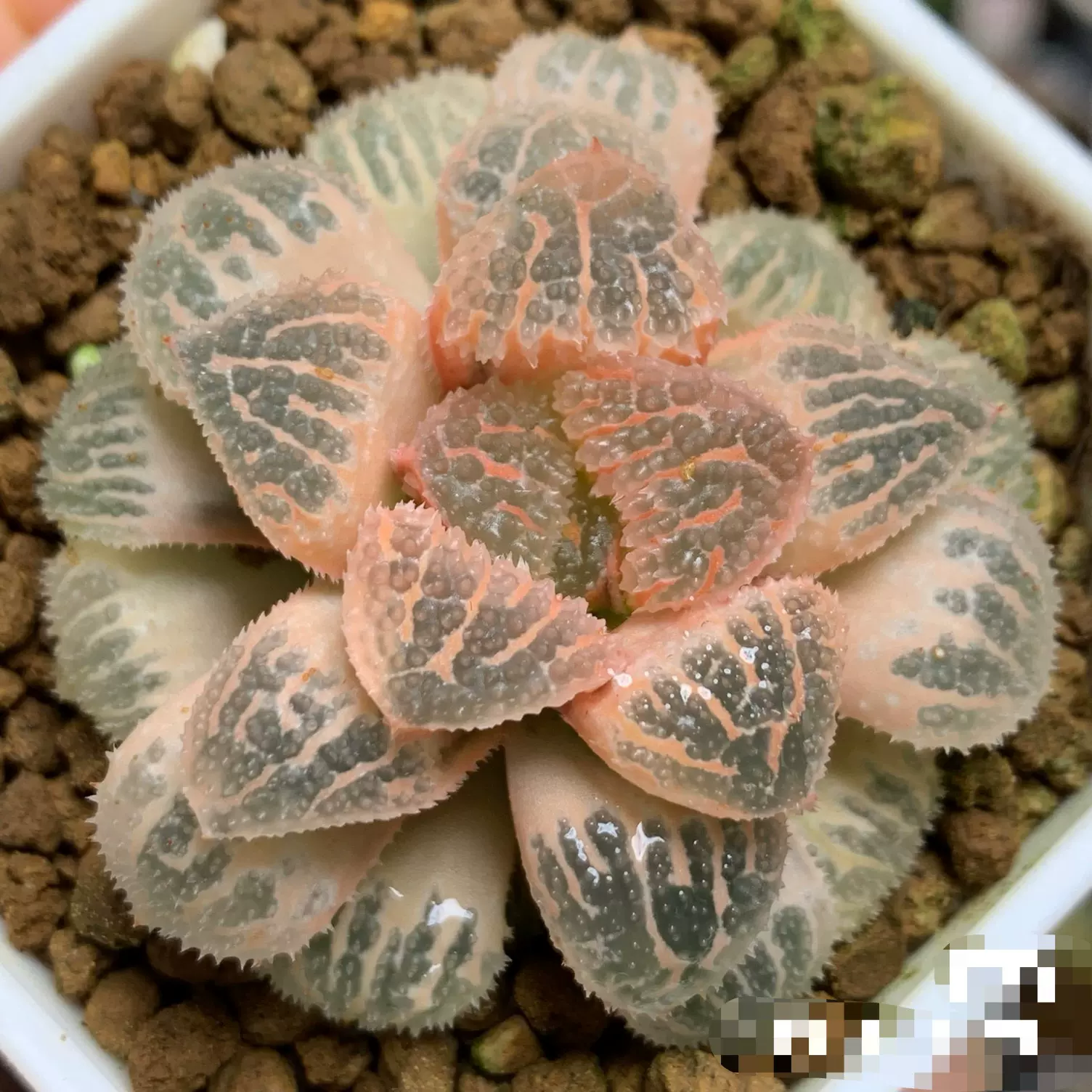 ☆☆コレクタ錦 実生 カキコ＊ハオルチア＊錦☆☆ コレクタ錦 実生 カキコ＊ハオルチア＊錦 コレクタ錦 実生 カキコ