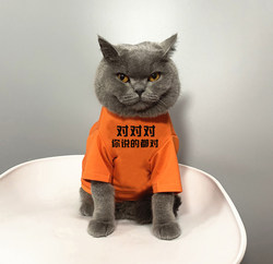 Pet Cat Bichon T-Shirt, Puppy Clothes, Cat Clothes, Pet Autumn and Winter Style, Anti-Shedding, You Are Right