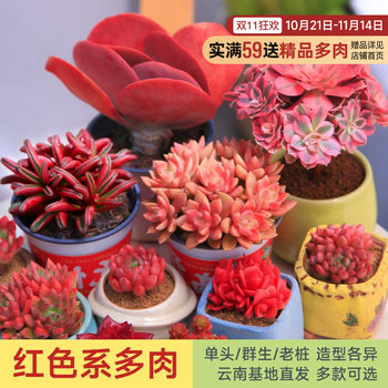 MUMUHOME Yunnan succulent plant combination potted plant
