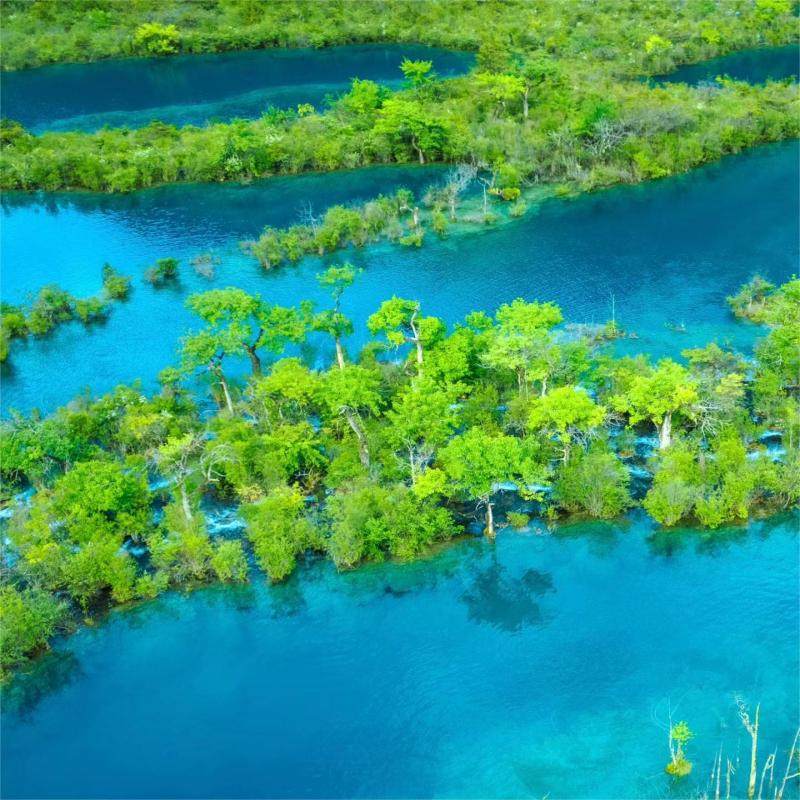 成都出发九寨沟大团5天4晚黄龙四姑娘山峨眉乐山墨石公园鱼子西