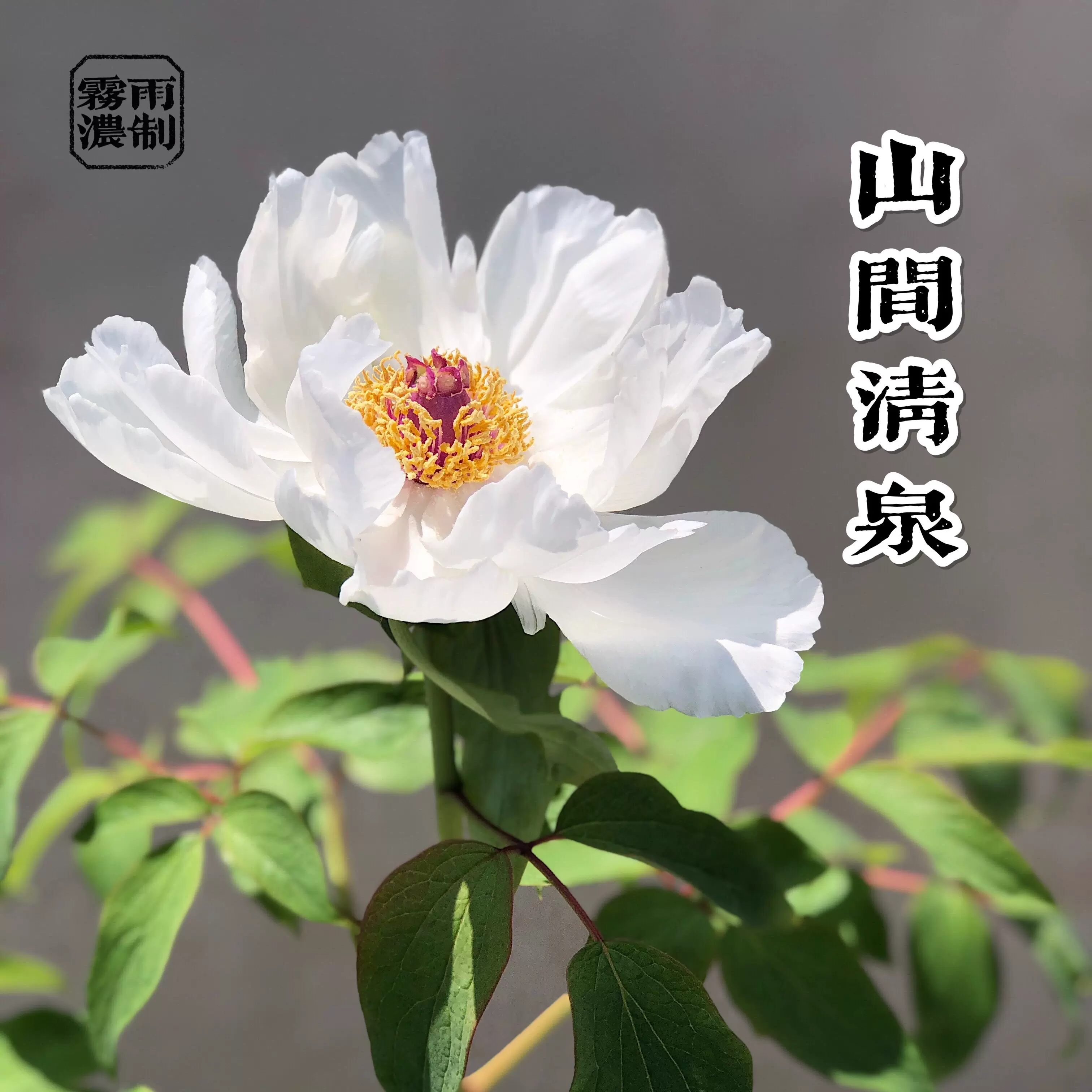 霧雨濃21日曬白牡丹福鼎白茶如空山新雨後清爽花香福建白茶