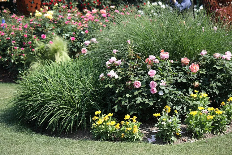 只带了微距镜头就没的拍全景),本人更偏爱加了一点其它植物搭配的花境