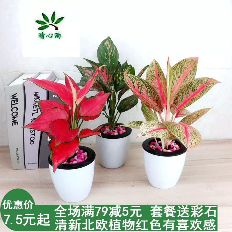 如意皇后大吉利红盆栽室内高档盆景植物花盆栽喜庆红色植物桌面