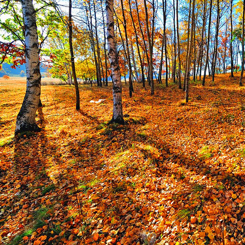 赤峰乌兰布统+越野车+特色餐+达达线+热阿线+石林+玉龙沙湖6天5晚