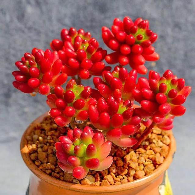 Transfer beads old pile succulent plant potted plants for novices, good succulent multi-headed old pile combination indoor flower potted plants