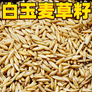 White jade wheatgrass seeds tiger skin black phoenix peony and Xiaoyangtai snack herb seed parrot food grass seed bird food
