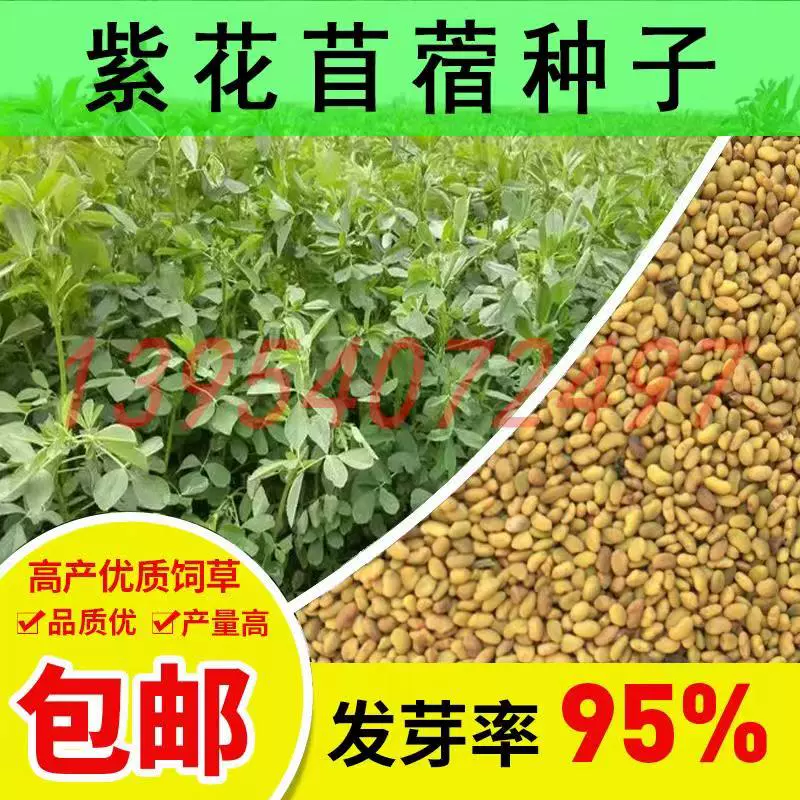 紫花苜蓿优质高产牧草种子四季耐旱多年生高蛋白猪牛羊兔