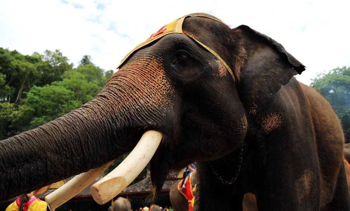 汽车直达云南西双版纳6天自由行酒店套餐
