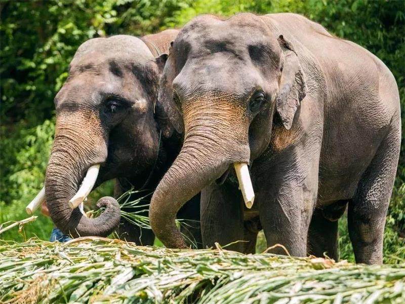 汽车直达云南西双版纳6天自由行酒店套餐