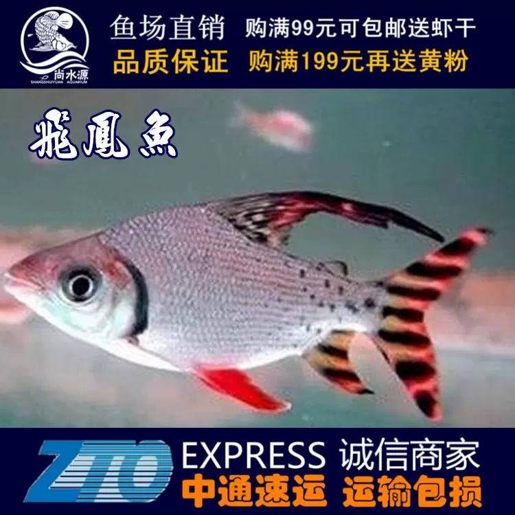 飛鳳魚美國旗魚側線鯽金鳳銀鳳泰國紅鰭清道夫金龍